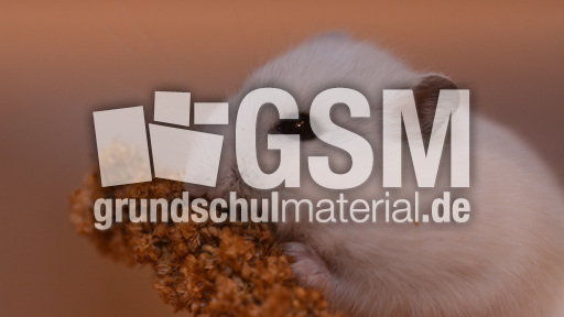 Dsungarischer_Zwerghamster (17).JPG